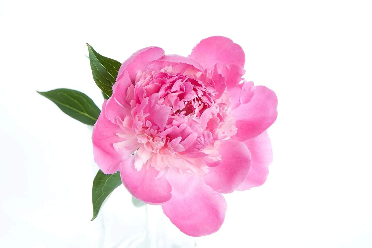 Peony