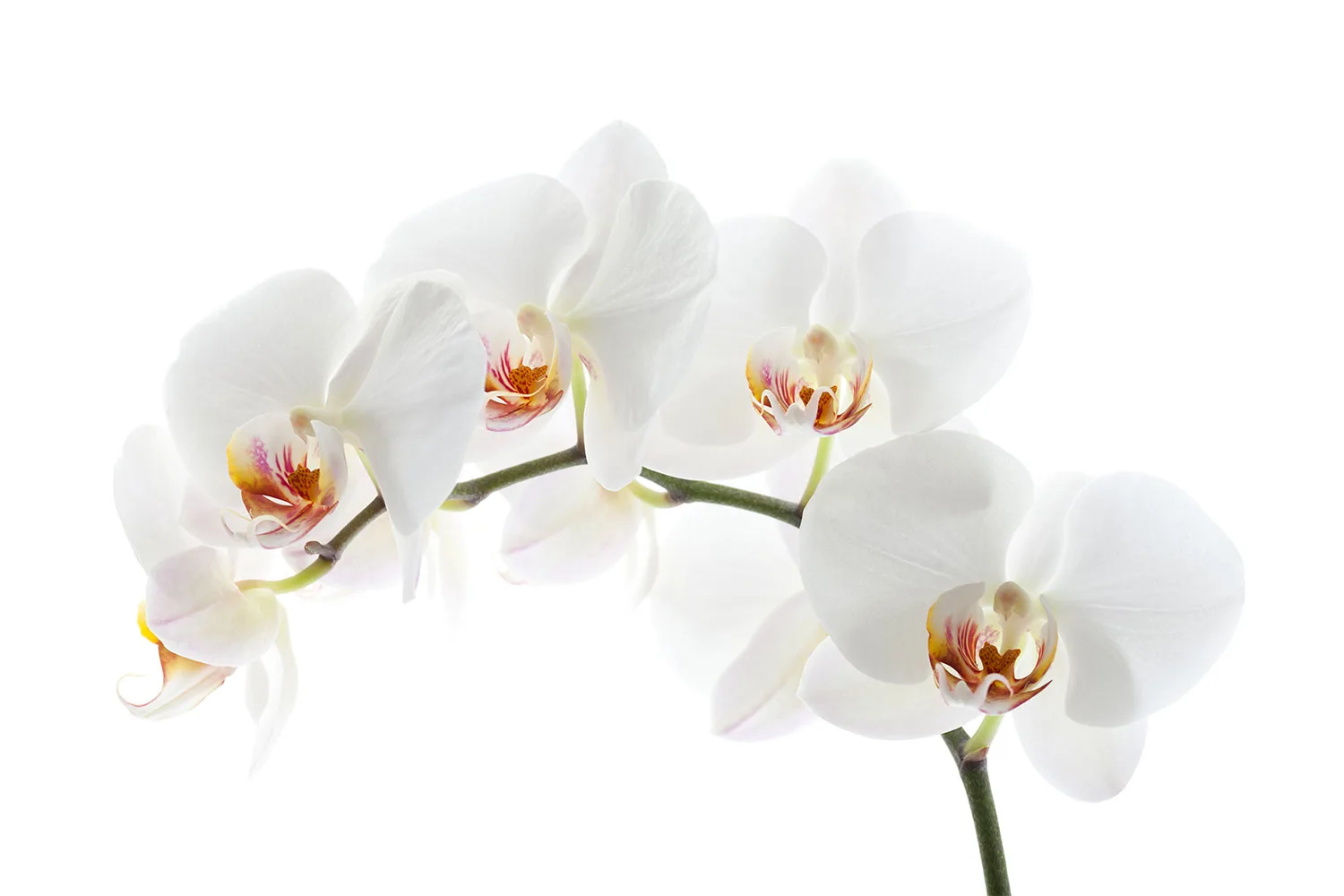 Orchid