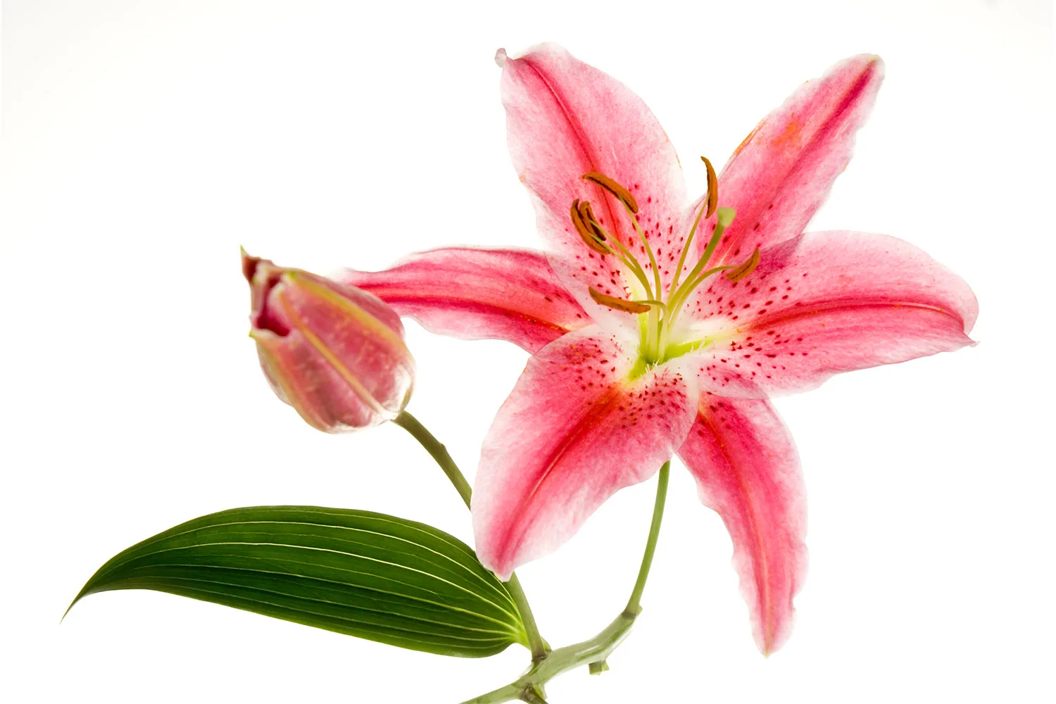 Tiger lily