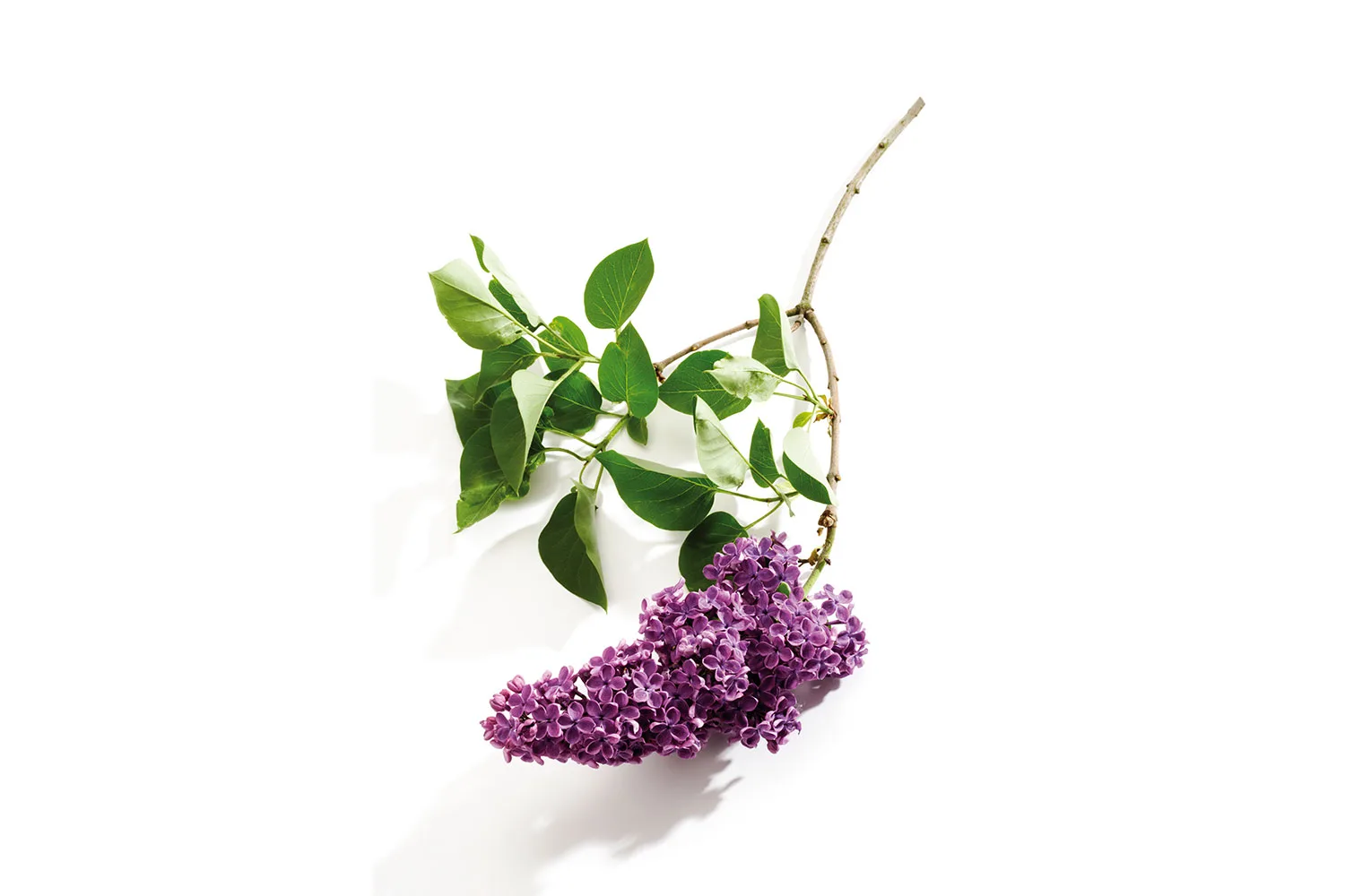 Lilac