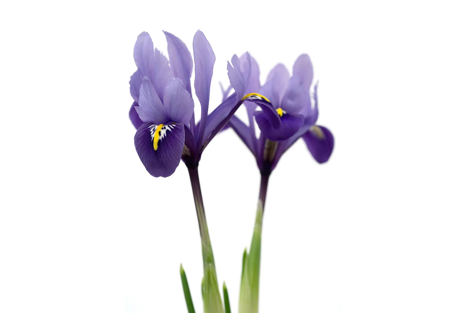 Iris