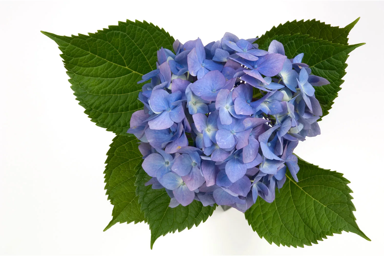 Hydrangea