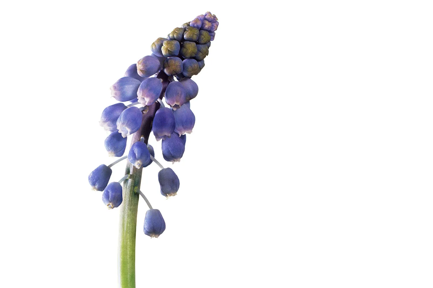 Hyacinth