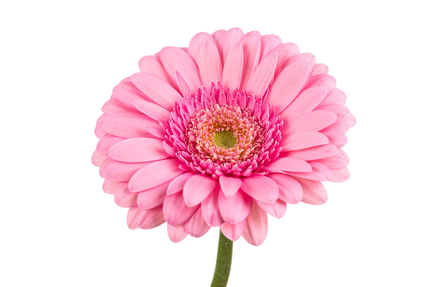 Gerbera