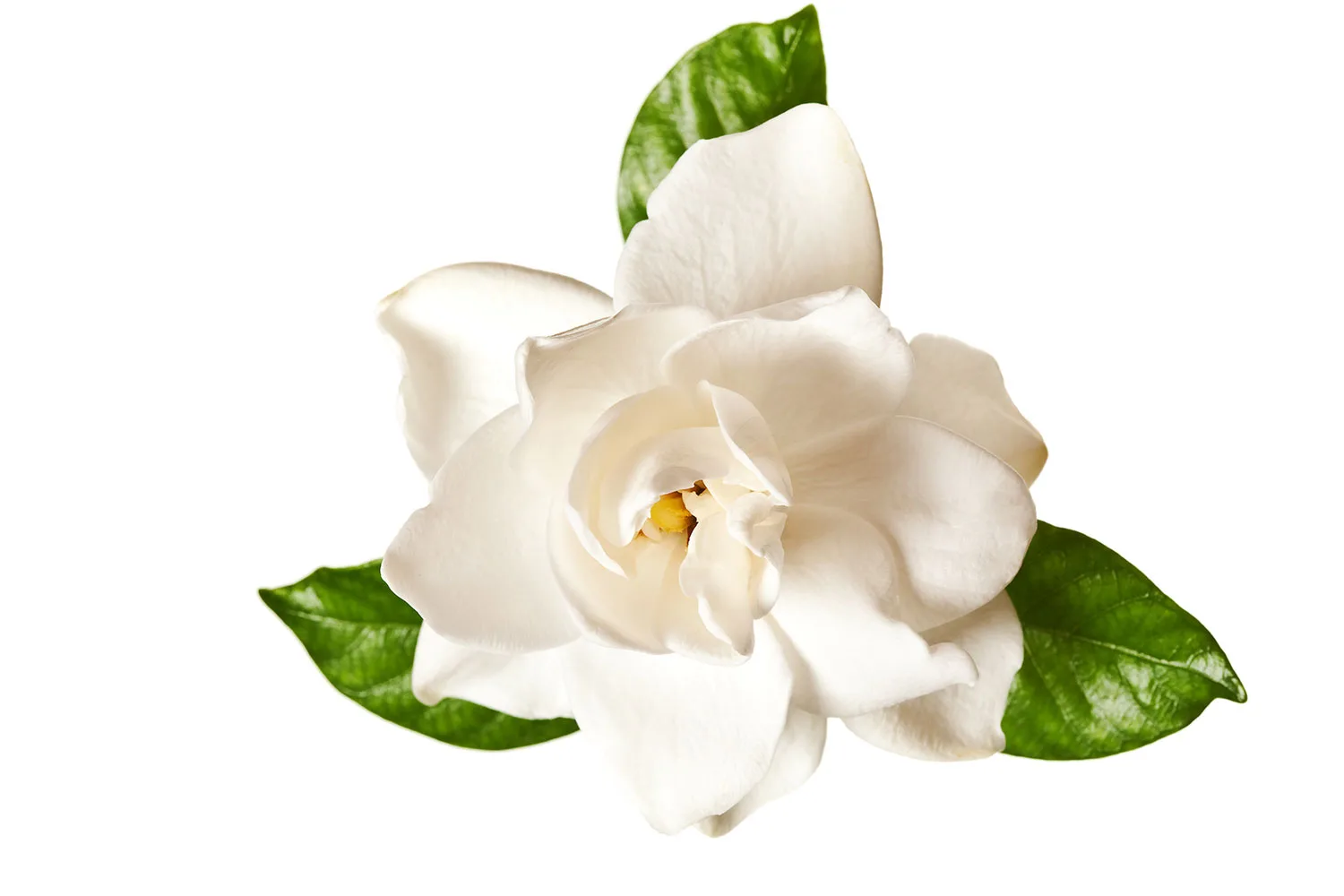 Gardenia