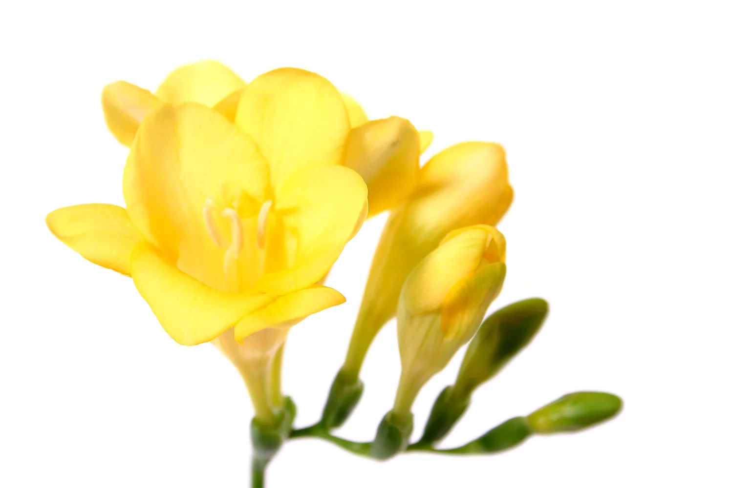 Freesia