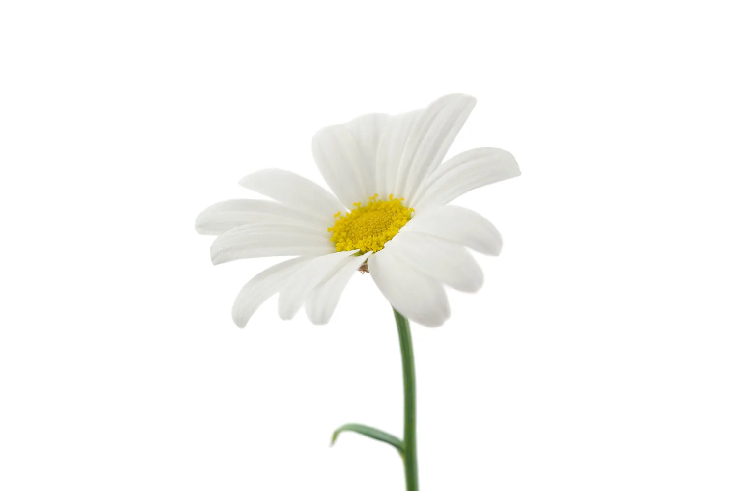Daisy