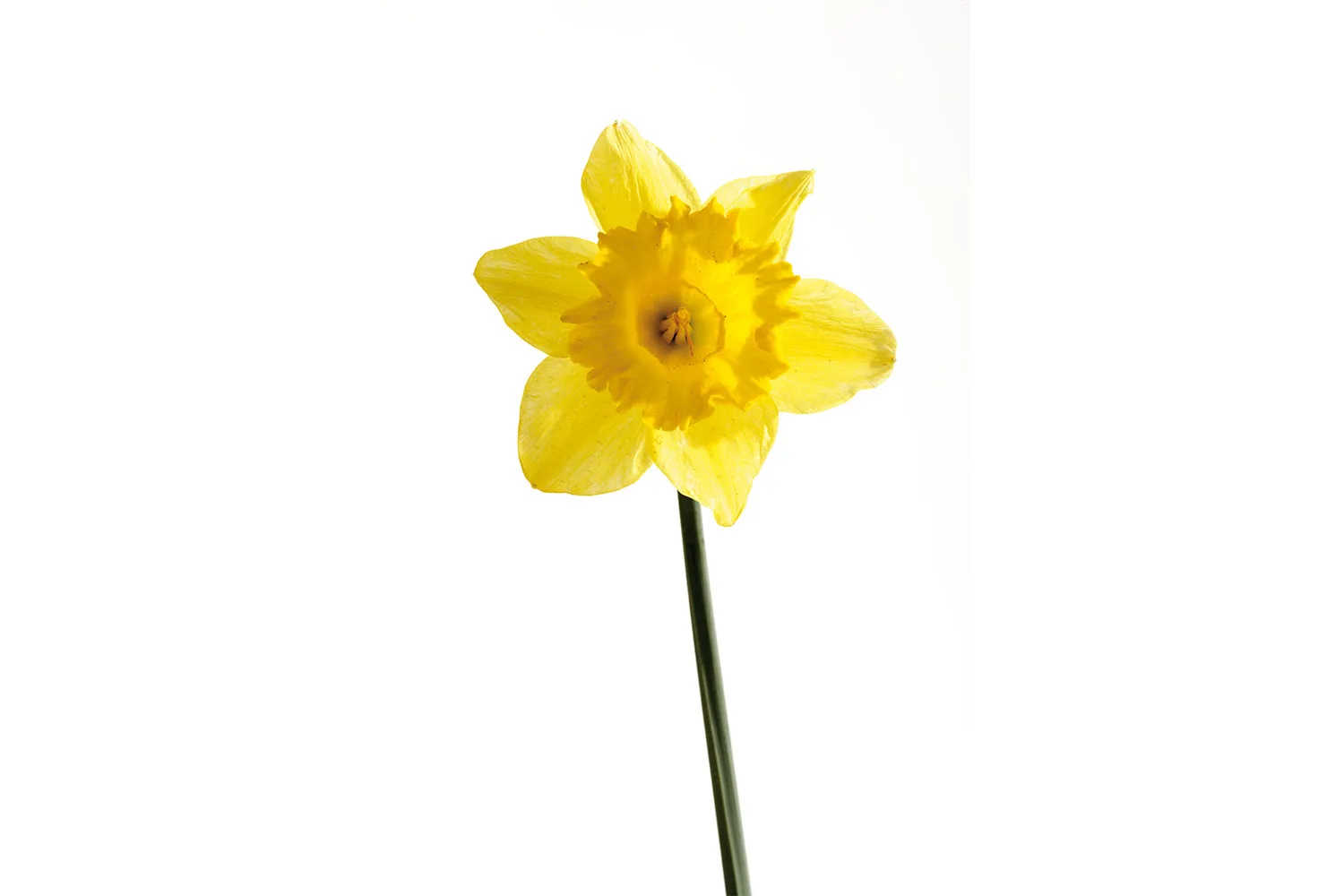 Daffodil