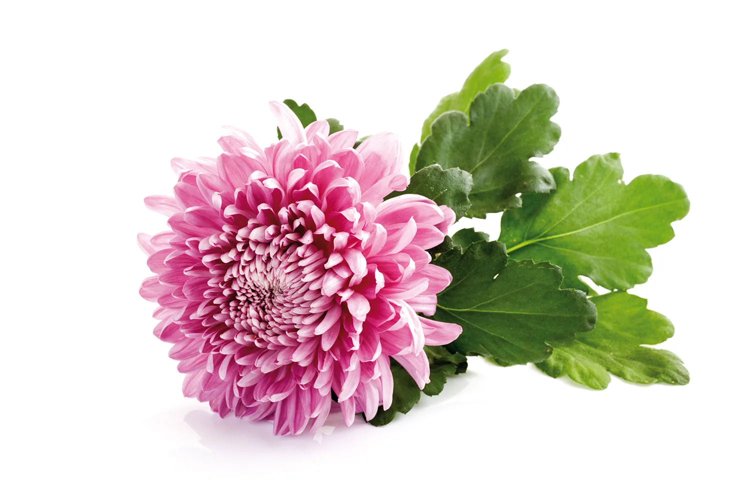 Chyrsanthemum