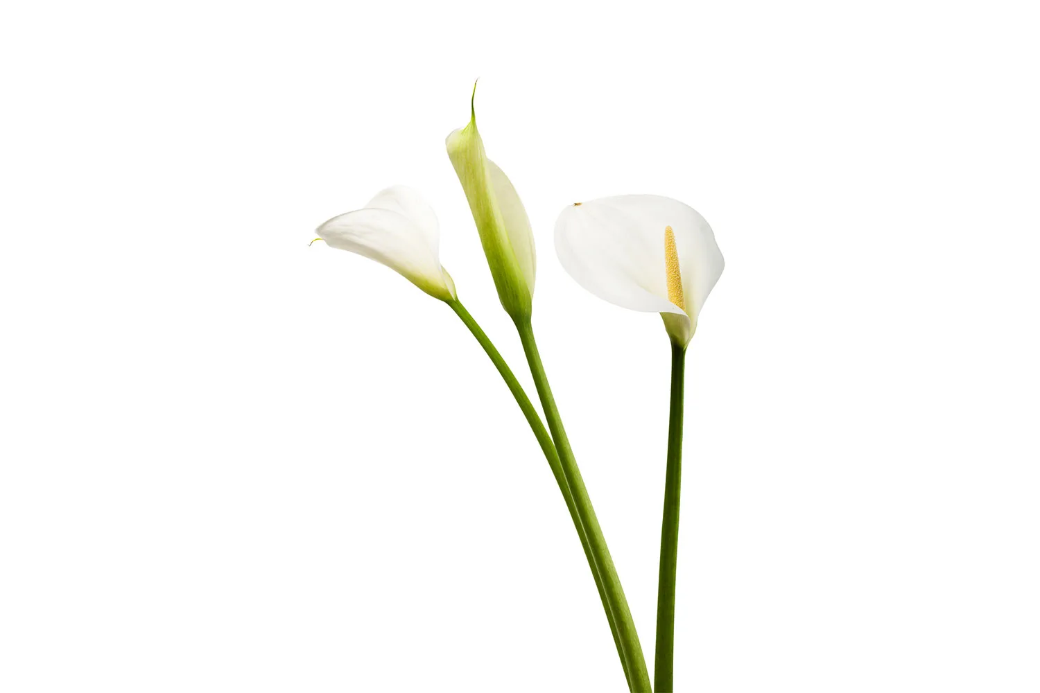 Calla lily