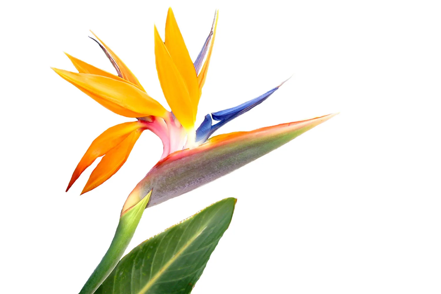 Bird of paradise