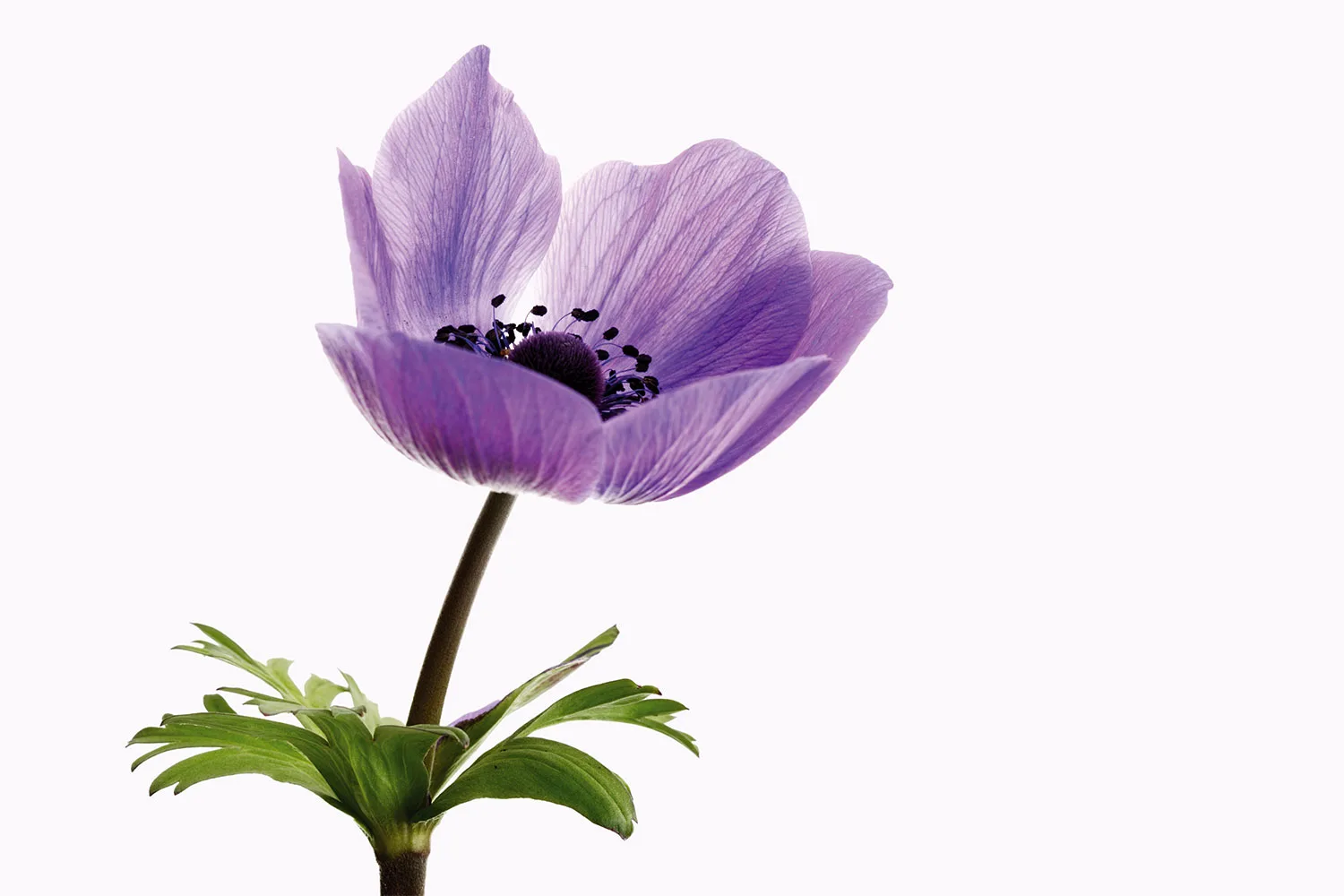 Anemone
