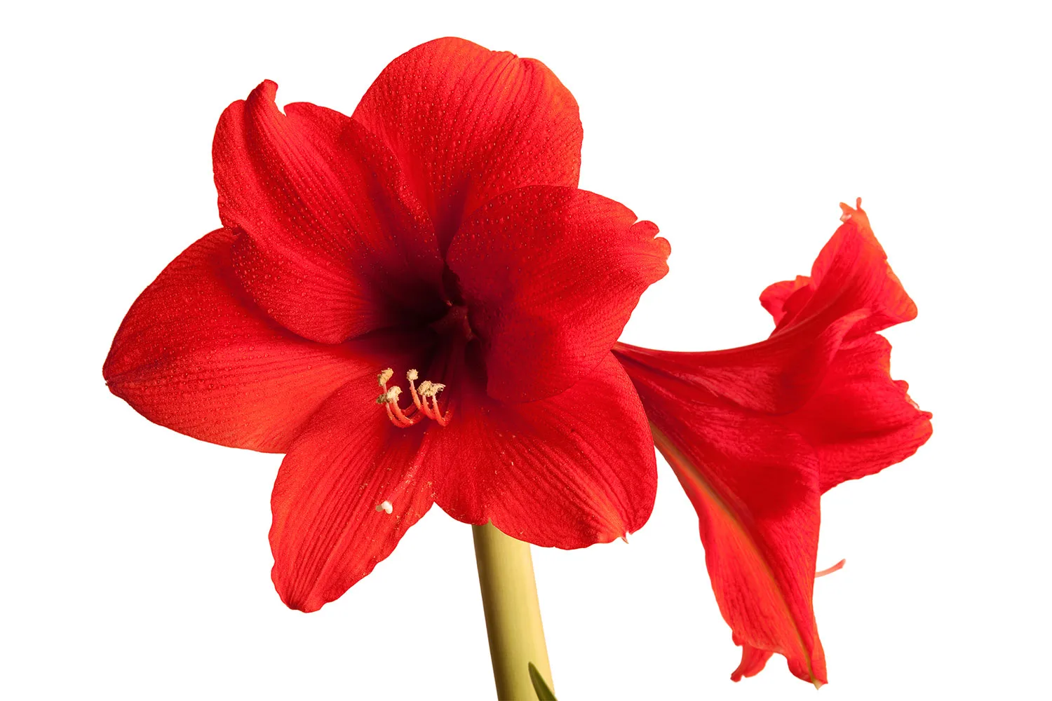 Amaryllis