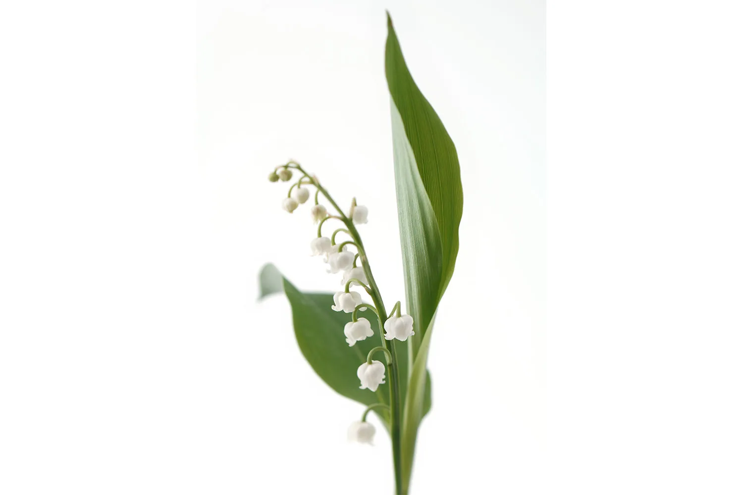 Lily of the Valley