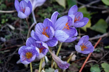 Plant autumn-flowering bulbs now