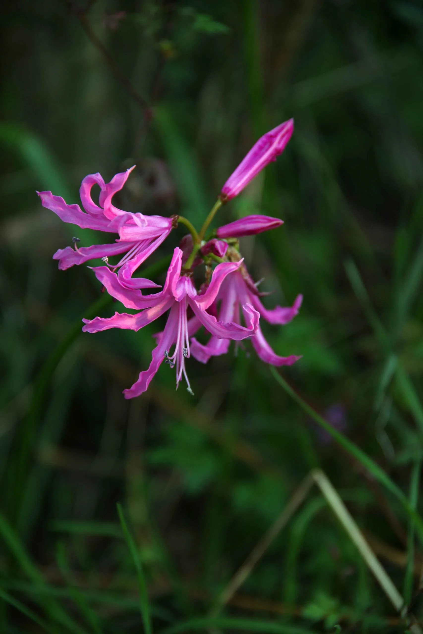 Nerine