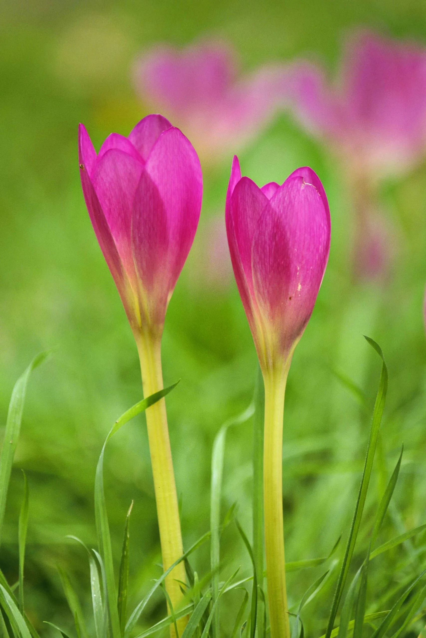 Crocus flower