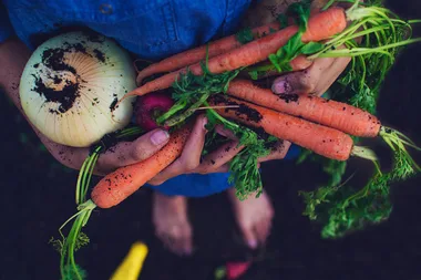 How to grow your own organic vegie garden at home
