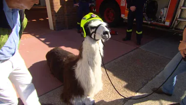Llama love