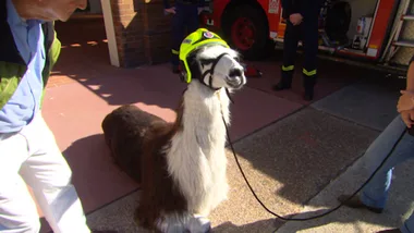 Llama love