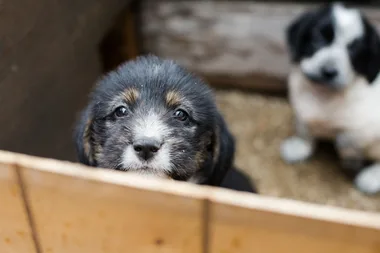 RSPCA’s Clear the Shelter drive drops adoptions to $29 this weekend