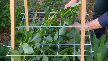 Shortcuts: Dahlias prop up