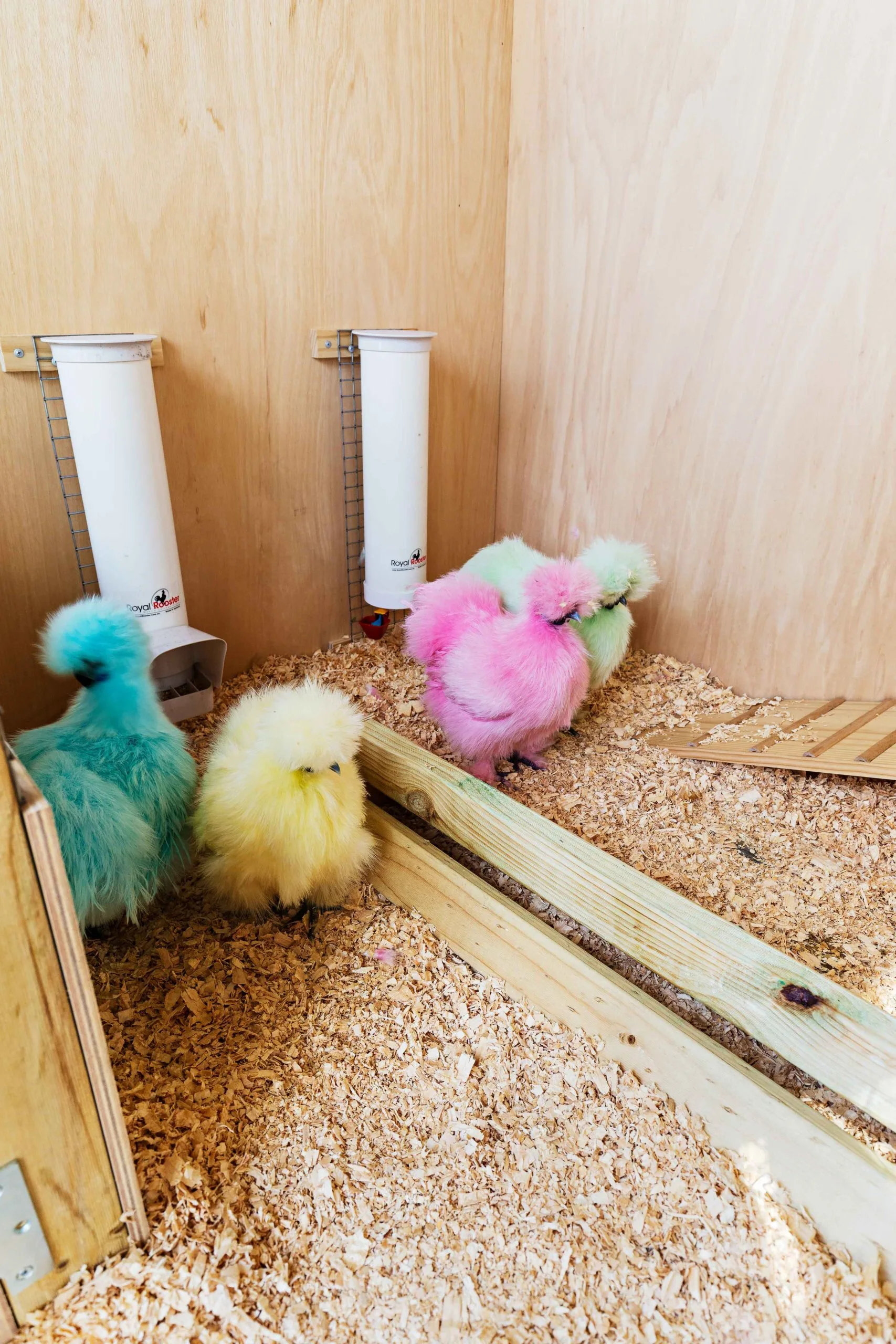 Silkie chicken dyed in pastel shades