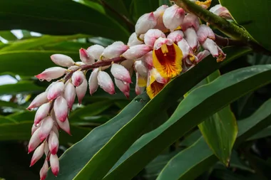 How to grow ginger plants