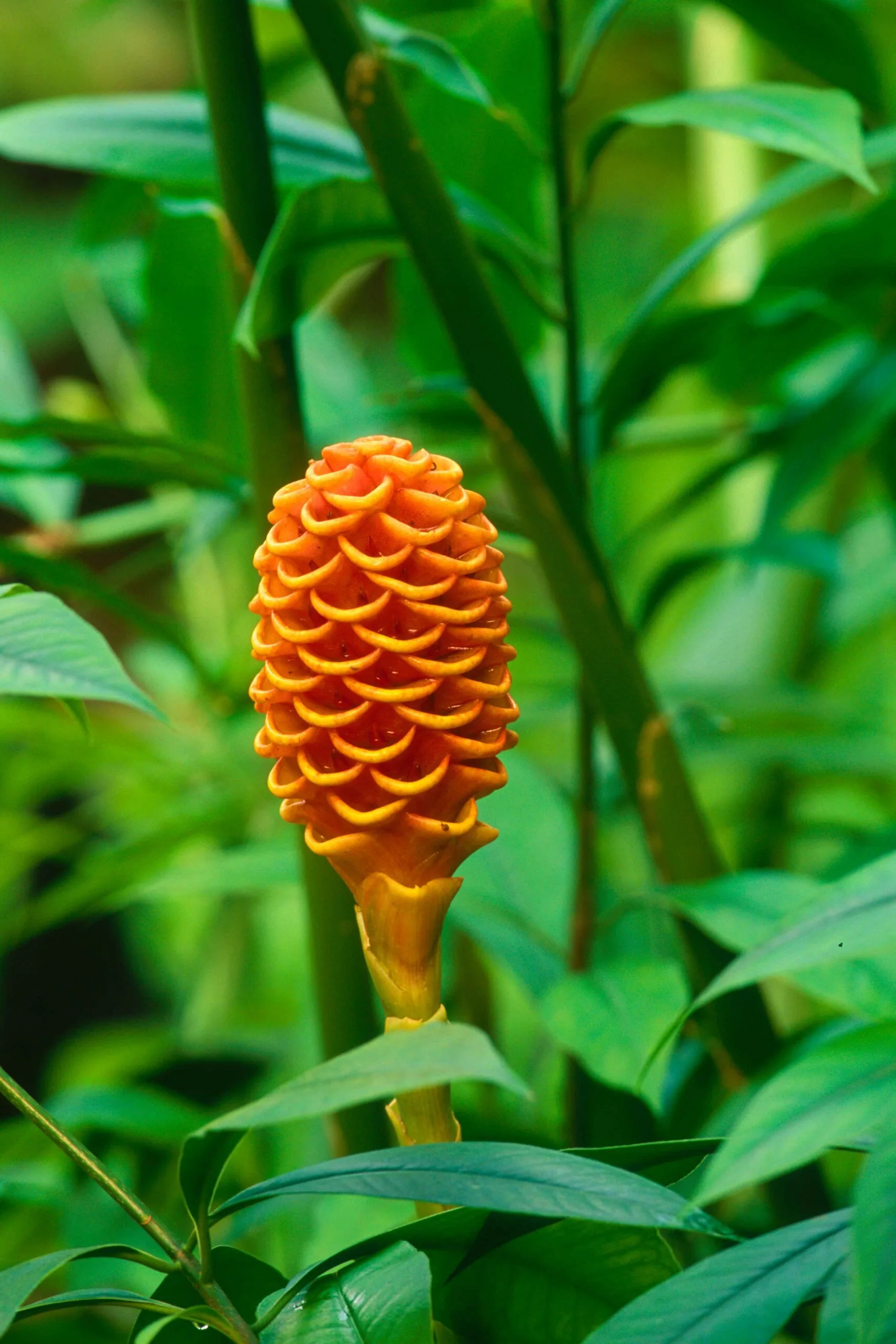 Beehive ginger plant