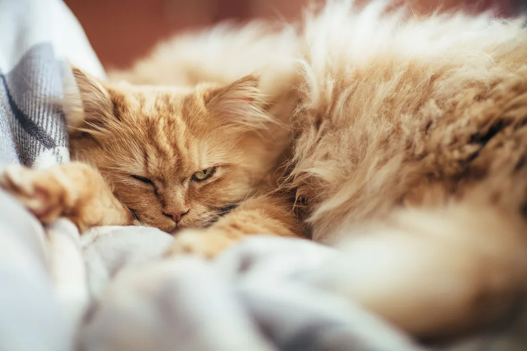 angry ginger cat