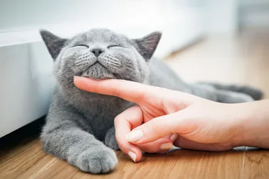 Cats get their personality from their owners