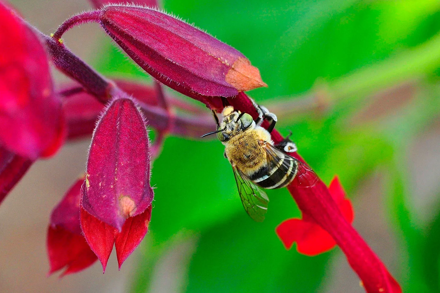 This is what will happen to your garden without bees