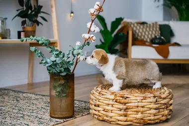 corgi on a basket
