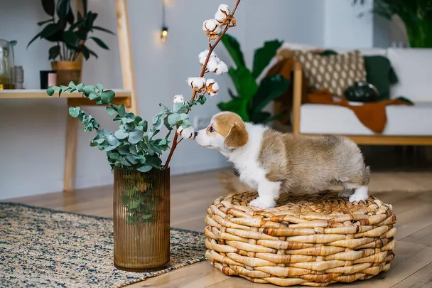 corgi on a basket