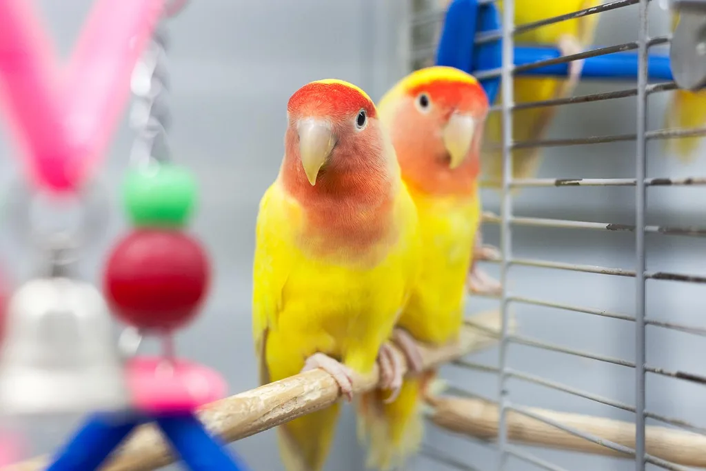 pair of lovebirds in cage