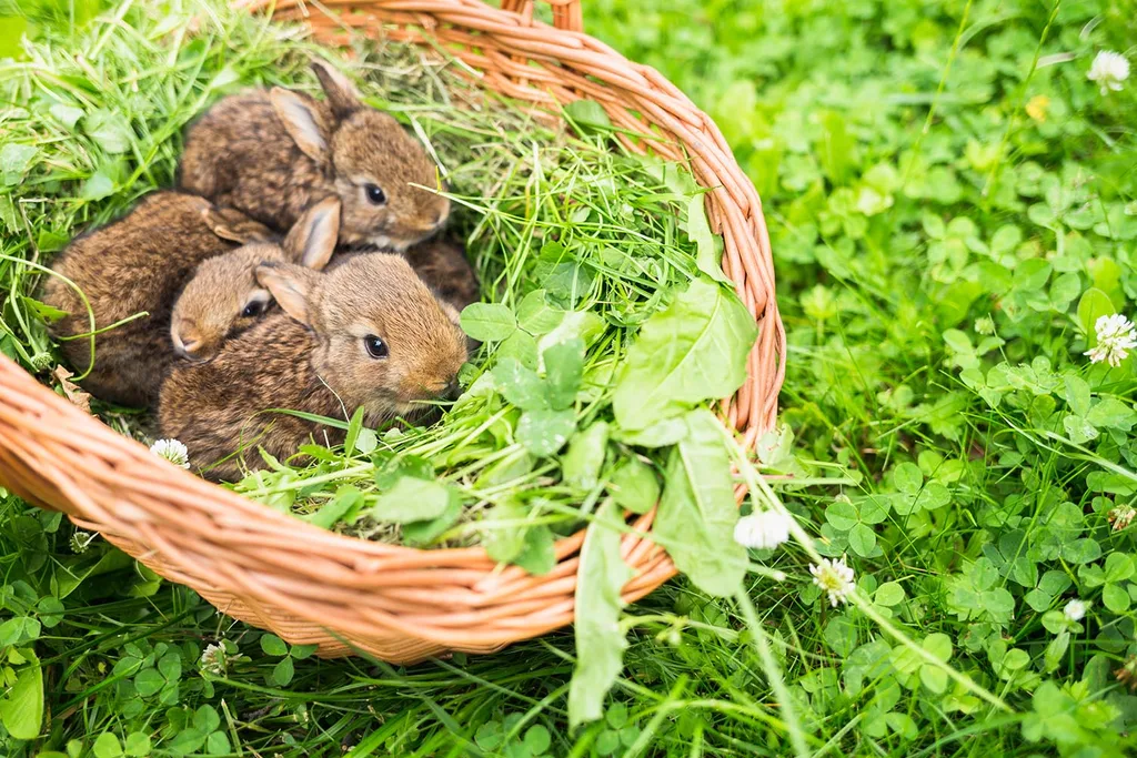 rabbits in a basket