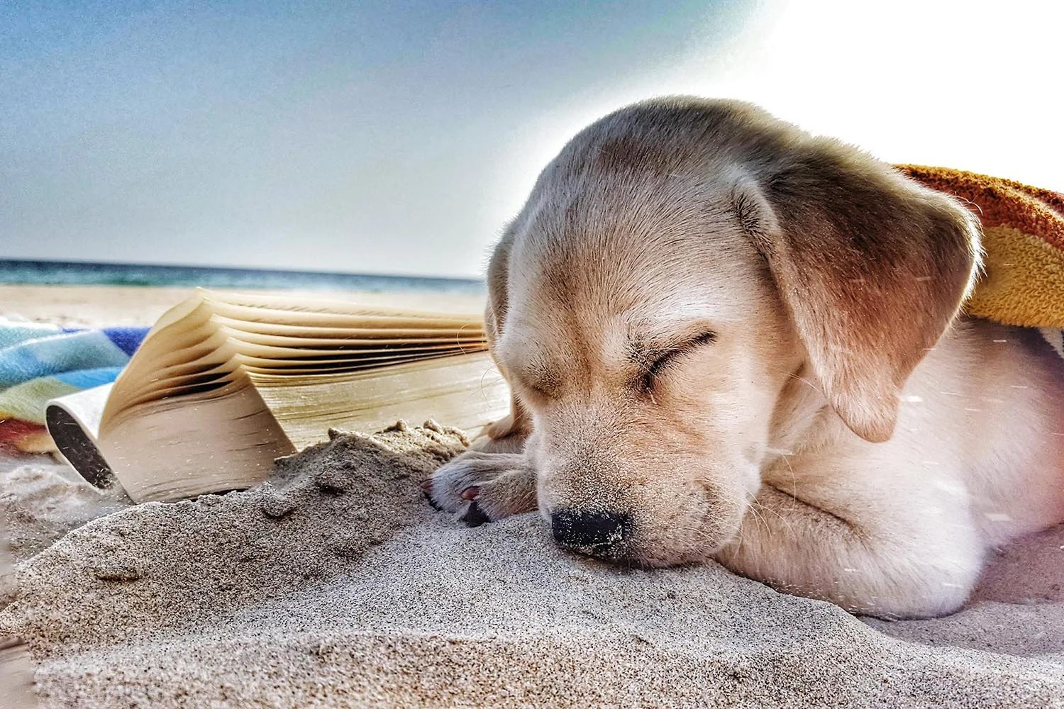 ‘Puppy Island’ is real and you can visit it
