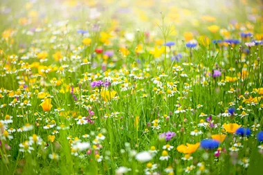 Garden better