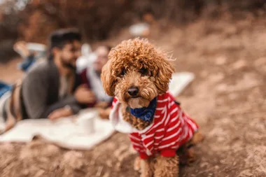 You can now take your dog on a gourmet food and wine tour