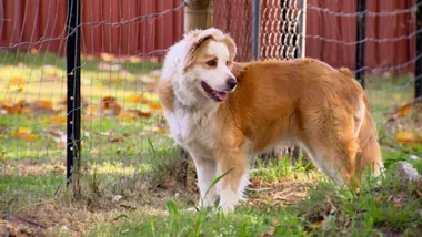 Digging border collie