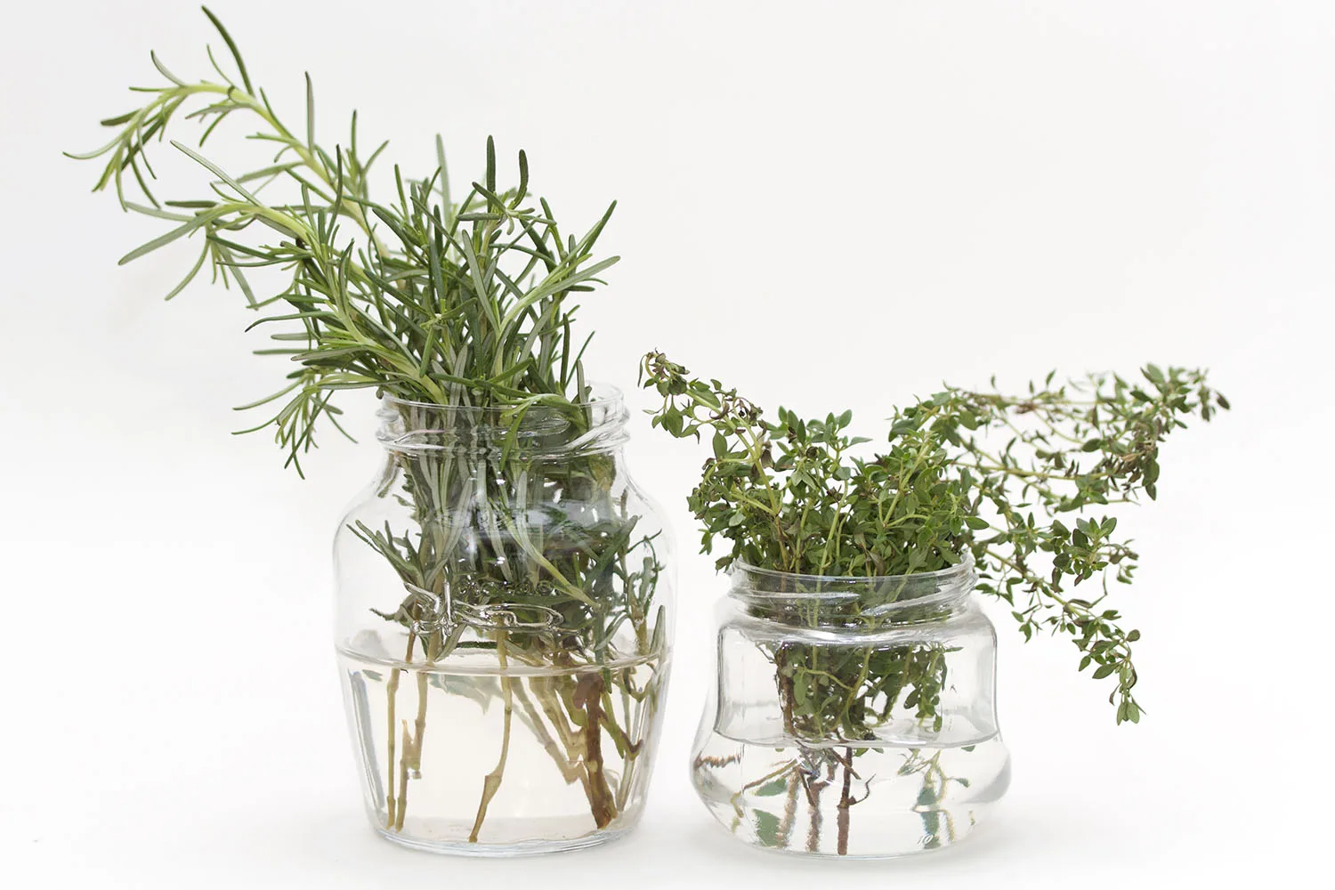 herbs in jar of water
