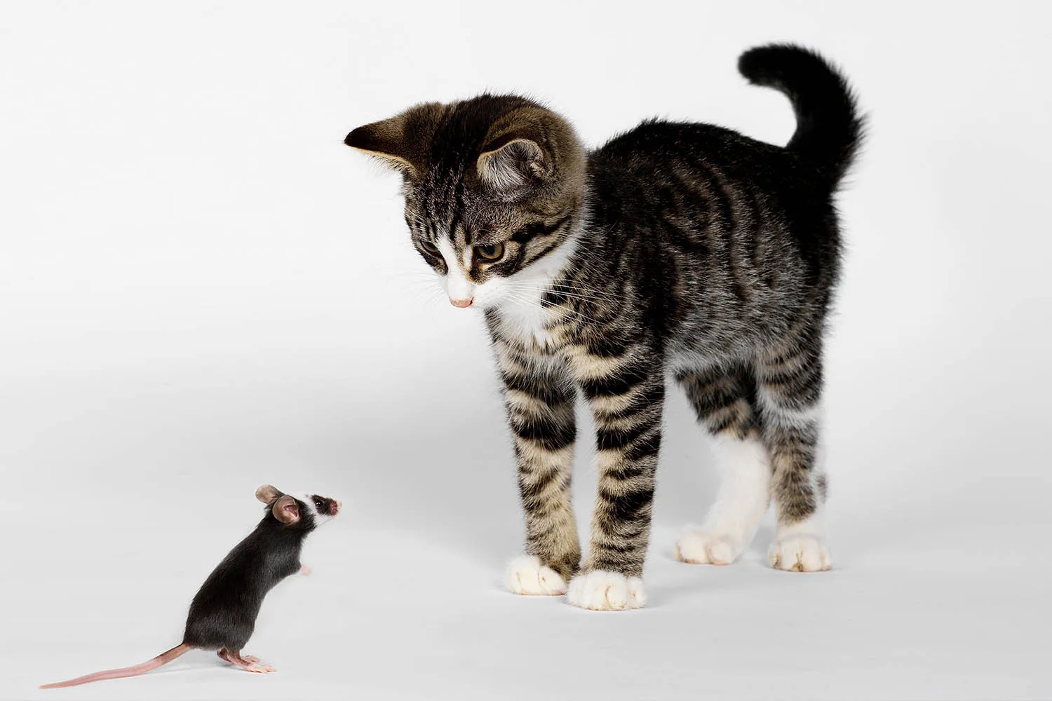 cat looking at mouse