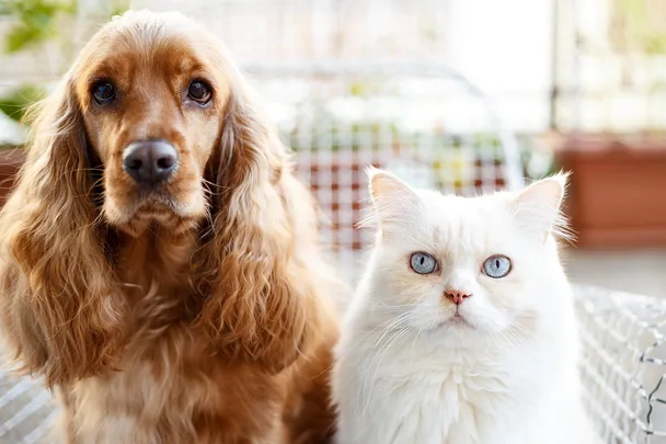 dog and white cat
