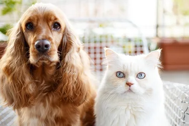 dog and white cat