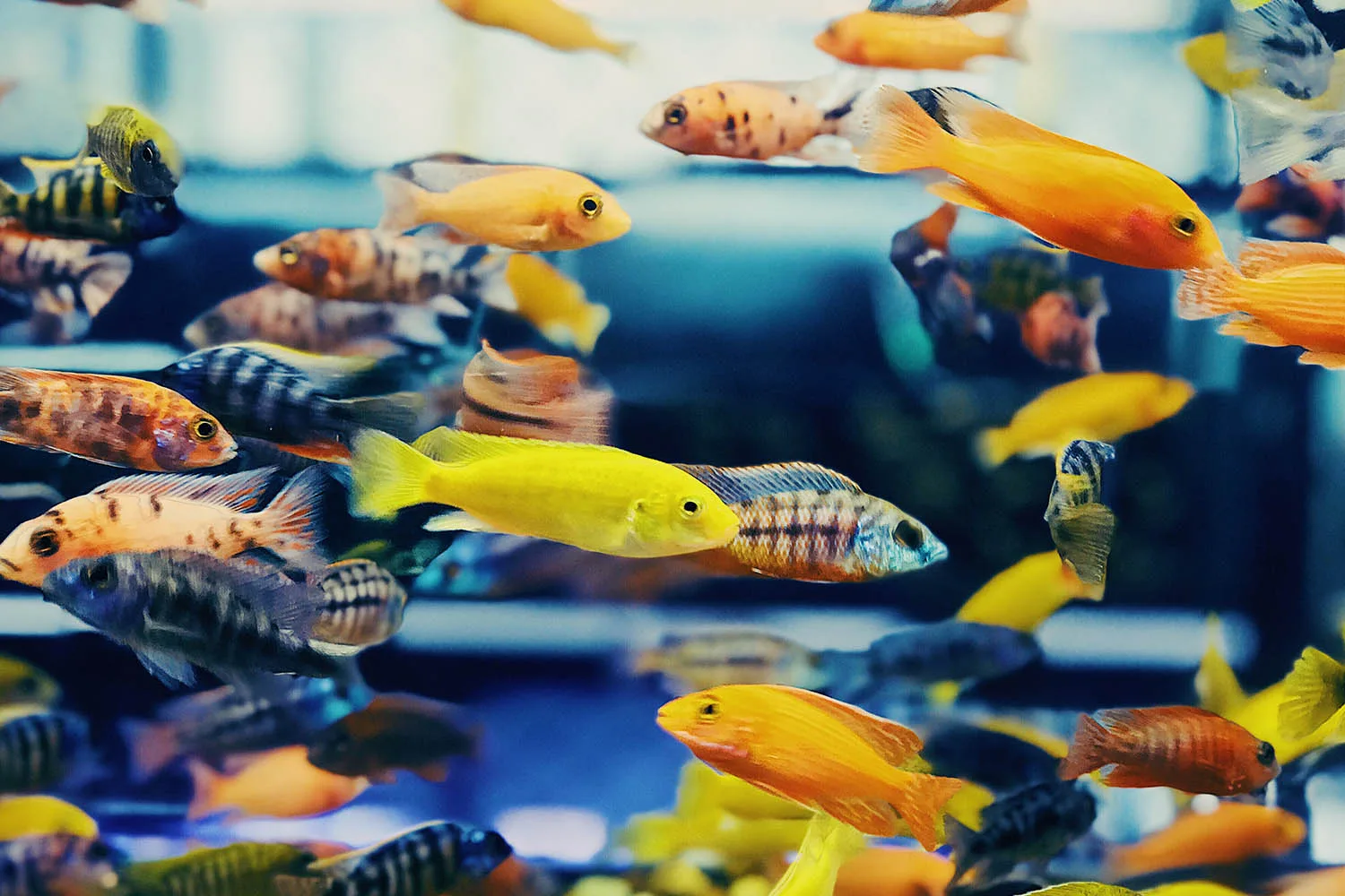 multi-coloured fish in tank