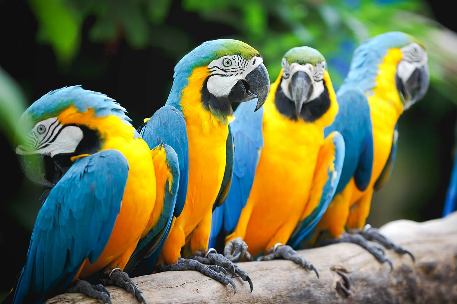parrots sitting on branch