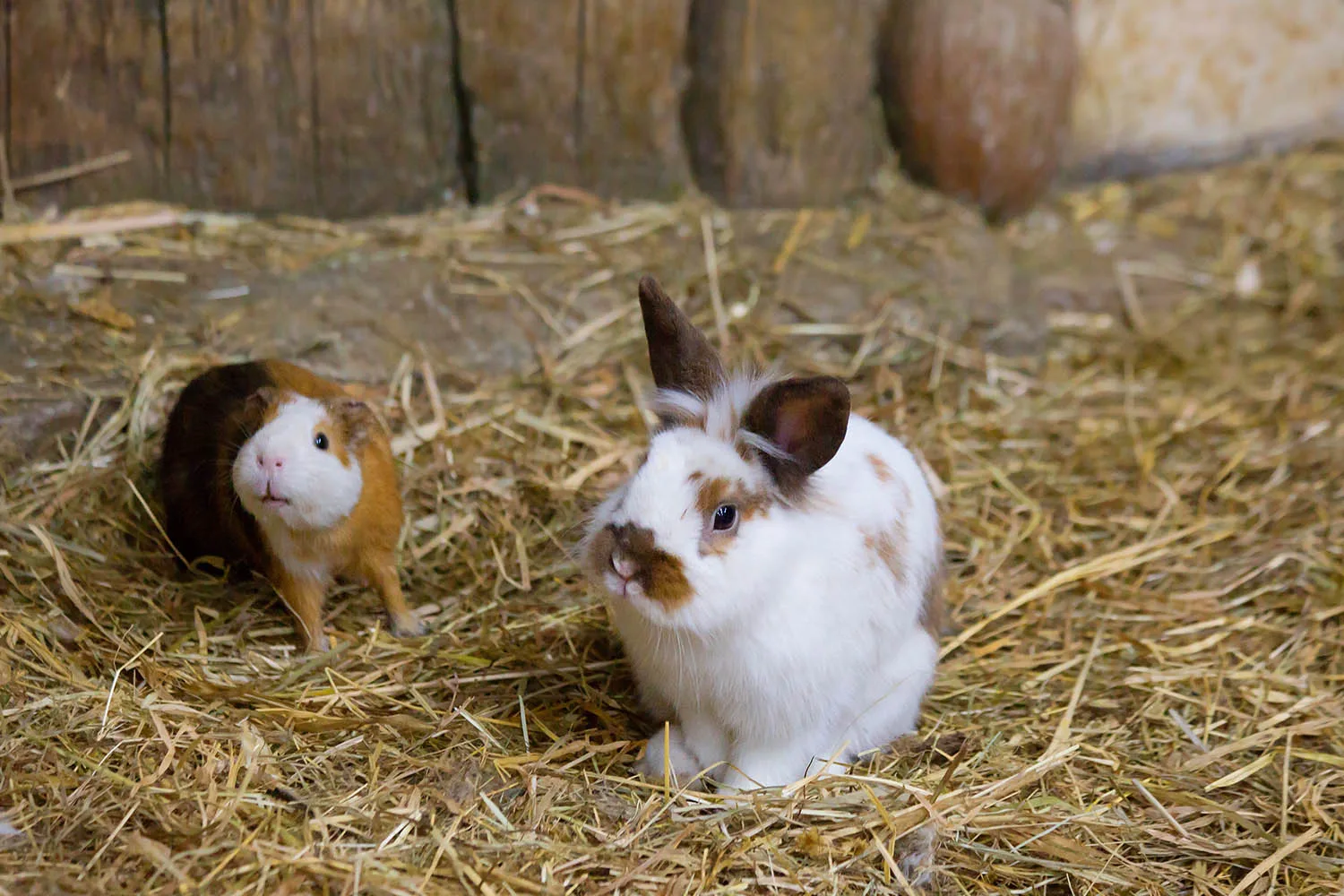 rabbit and guinea pig in barn