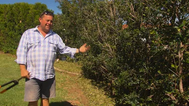 MAKEOVER HOUSE HEDGES