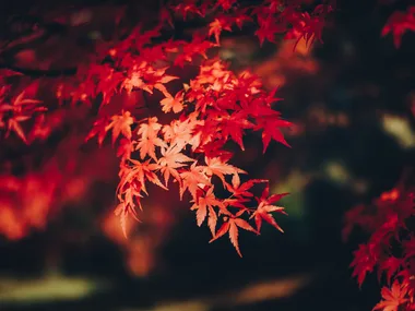 Everything you need to know about Japanese maple trees