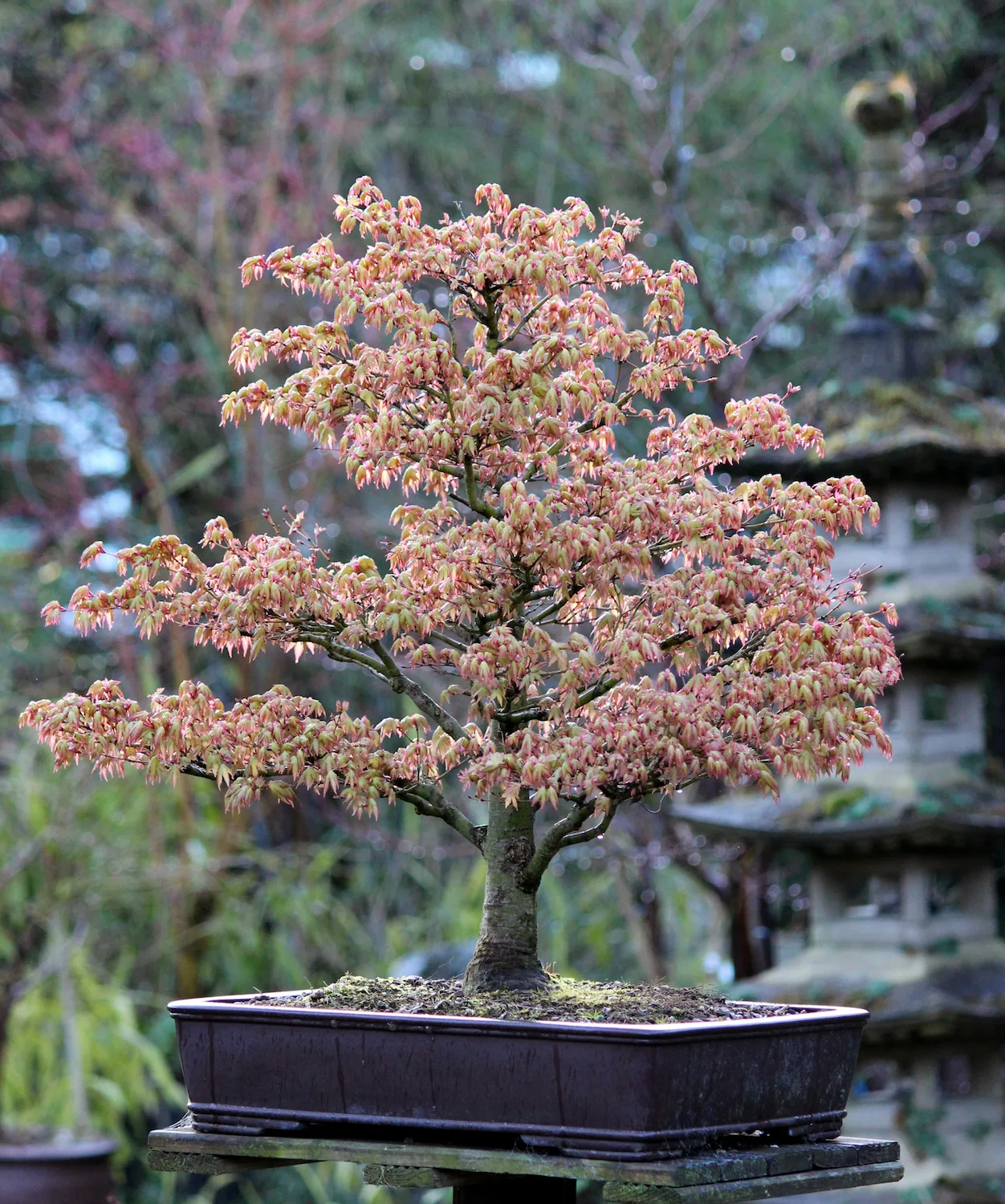 Bonsai Japanese Maple